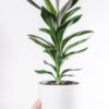 Dracaena Lisa - Image 2