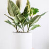 Calathea Beauty Star - Image 2