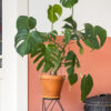 Monstera Deliciosa - Image 2