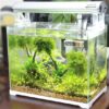 aquarium thermometer