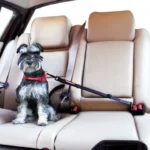 dog car safety strap,